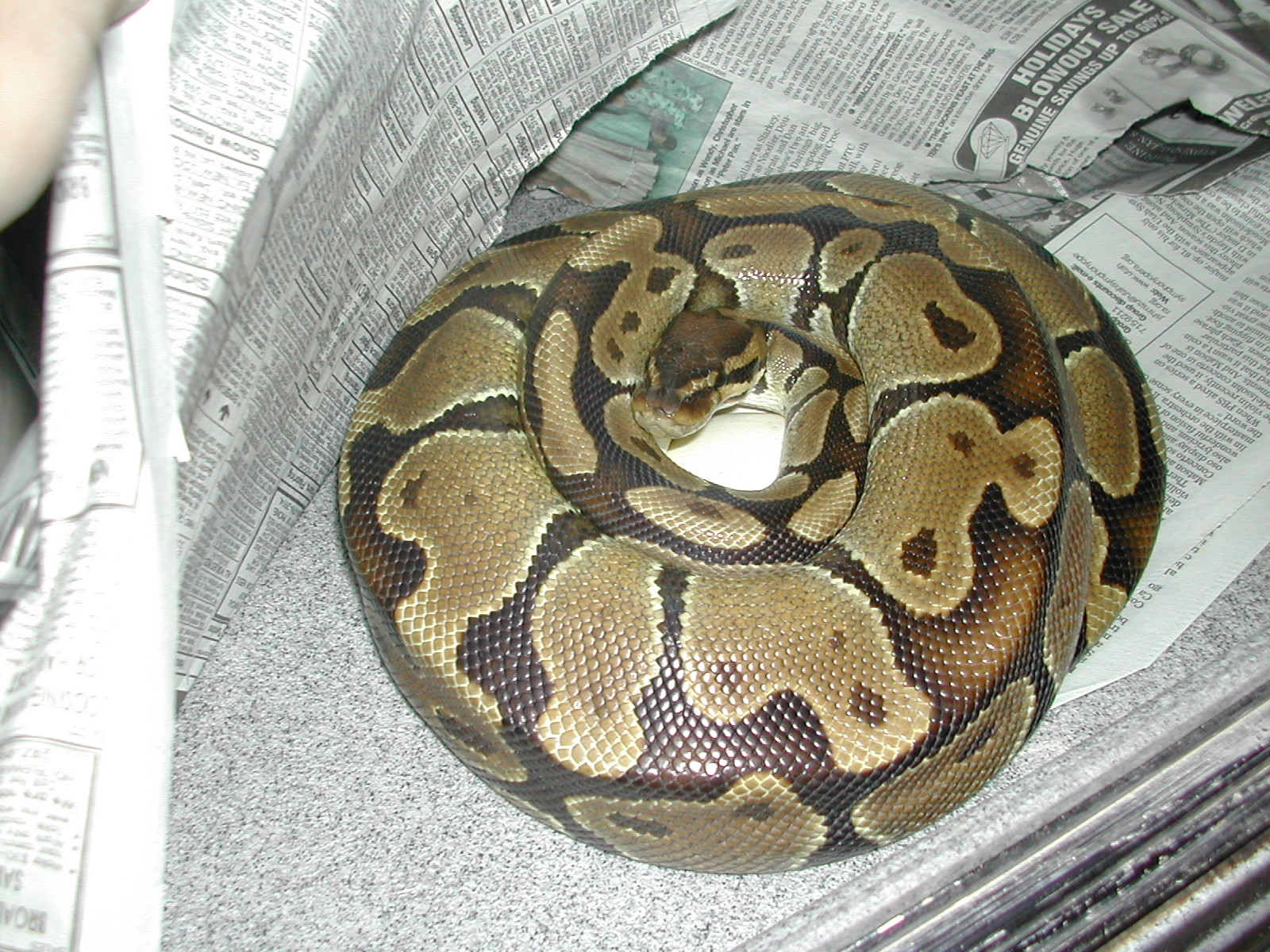 Early breeding success with ball pythons